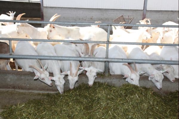 Sell Saanen_ Boer Goats